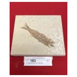 Double-Sided Fish Fossils (WY)