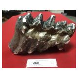 Cast of Mastadon Tooth