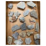 Olenellus Trilobites and Partial Fossils