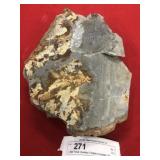 Large Partial Olenellus Trilobite (Lancaster, PA)