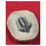 Morocco Trilobite Cast