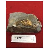 Olenellus Trilobite (Lancaster, PA)