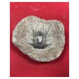 Morocco Trilobite Dicranurus