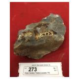 Partial Olenellus Trilobite (Lancaster, PA)