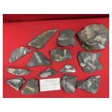 Selection of St. Clair (PA) Fossil Forms