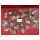 Selection of St. Clair (PA) Fossil Forms