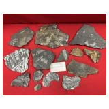 Selection of St. Clair (PA) Fossil Forms