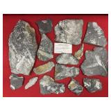 Selection of St. Clair (PA) Fossil Forms