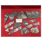 Selection of St. Clair (PA) Fossil Forms