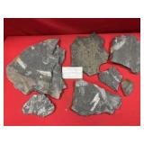 Selection of St. Clair (PA) Fossil Forms