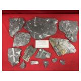 Selection of St. Clair (PA) Fossil Forms