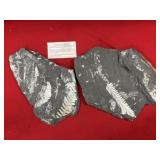 (2) St. Clair (PA) Fossil Forms