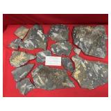 Selection of St. Clair (PA) Fossil Forms