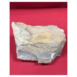 Olenellus Trilobite (Lancaster County, PA)