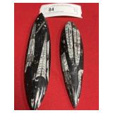 (2) Polished Orthoceras Fossils