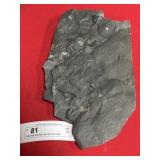 Dark Shale Devonian Age Sea Floor Plate