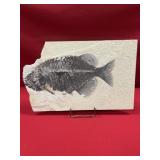 Wyoming Phareodus Fossil Fish