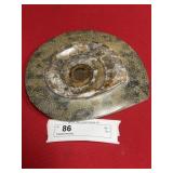 Polished Ammonite