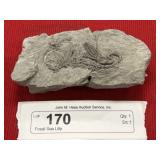 Fossil Sea Lilly