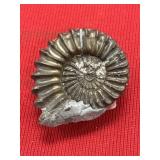 Pyritized Ammonite