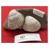 Large Fossil Clams (CA)