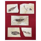 (5) Wyoming Fossil Fish