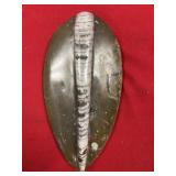 Polished Fossil Squid