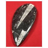 Polished Fossil Squid Tails