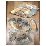 Olenellus Trilobite Partials