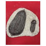 Trilobite Cast