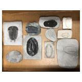 Trilobite Casts