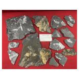 Selection of St. Clair (PA) Fossil Forms