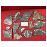 Selection of St. Clair (PA) Fossil Forms