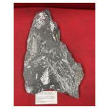 St. Clair (PA) Fossil Form