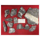 Selection of St. Clair (PA) Fossil Forms