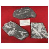 (3) St. Clair (PA) Fossil Forms