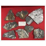 Selection of St. Clair (PA) Fossil Forms