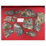 Selection of St. Clair (PA) Fossil Forms