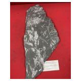 St. Clair (PA) Fossil Form