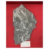 St. Clair (PA) Fossil Form