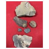 (6) Partial Olenellus Trilobites