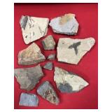 PA Fossil Ferns and Assorted Fossils