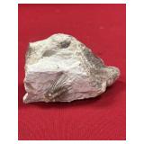 Kettneraspis Trilobite (OK)