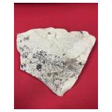 Washington State Birch Leaf Fossil