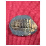 Czechoslovakian Trilobite
