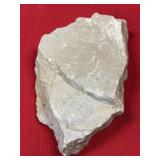 Olenellus Moult Head