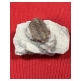 Flexicalymene Trilobite (OH)