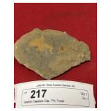 Starfish (Swatara Gap, PA) Fossil