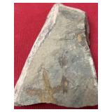 Starfish (Swatara Gap, PA) Fossil