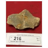 Devonian Age Fossil Shell